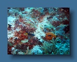 Helengeli 217